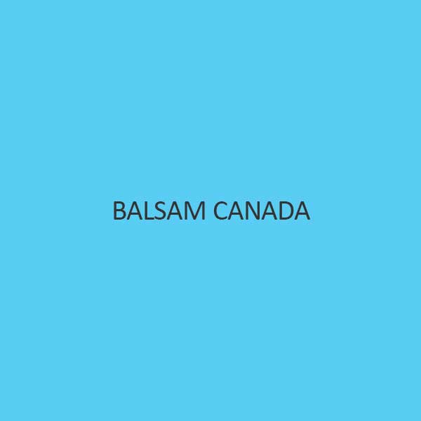 Balsam Canada Synthetic