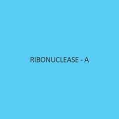 Ribonuclease A (Rnase A)