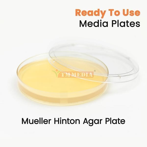 Mueller Hinton Agar Plate